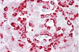 Immunohistochemistry with Pancreas tissue at an antibody concentration of 5µg/ml using anti-GP2 antibody (ARP44543_P050) (GP2 抗体  (Middle Region))