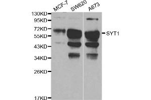 Western blot analysis of extracts of various cell lines, using SYT1 antibody (ABIN5970380) at 1/1000 dilution. (SYT1 抗体)