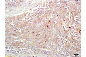 Immunohistochemistry (IHC) image for anti-Egf-Like Module Containing, Mucin-Like, Hormone Receptor-Like 1 (EMR1) (AA 732-747) antibody (ABIN1387314)