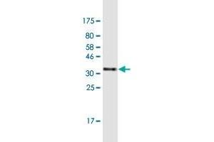 Western Blot detection against Immunogen (35. (ZNF134 抗体  (AA 105-193))
