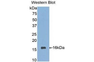 Western Blotting (WB) image for anti-Sialic Acid Binding Ig-Like Lectin 7 (SIGLEC7) (AA 381-467) antibody (ABIN1860556) (SIGLEC7 抗体  (AA 381-467))