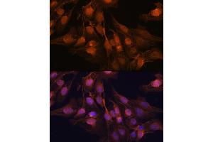 Immunofluorescence (IF) image for anti-Ubiquitin Carboxyl-terminal Esterase L1 (Ubiquitin Thiolesterase) (UCHL1) (AA 59-223) antibody (ABIN3022997)