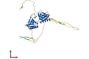AlphaFold protein structure predicition of Mouse Recombinant Plekha1 Protein, UniprotID Q8BUL6 (PLEKHA1 Protein (AA 1-383) (His tag))