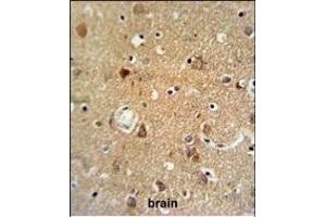 NEU1 Antibody (Center) (ABIN653650 and ABIN2842991) IHC analysis in formalin fixed and paraffin embedded brain tissue followed by peroxidase conjugation of the secondary antibody and DAB staining. (NEU1 抗体  (AA 11-40))