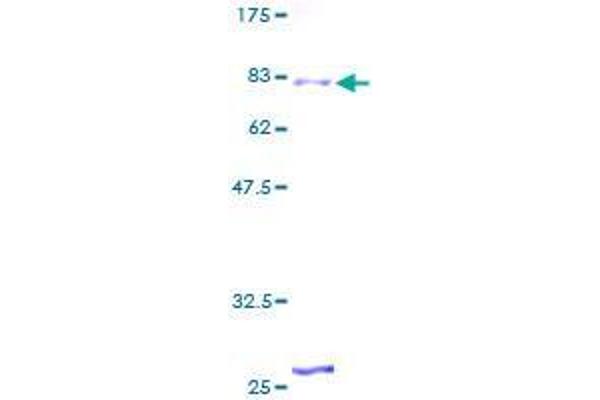 ZNF25 Protein (AA 1-420) (GST tag)