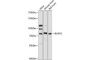 Western blot analysis of extracts of various cell lines, using ELMO2 antibody (ABIN6127840, ABIN6140132, ABIN6140133 and ABIN6217904) at 1:3000 dilution. (ELMO2 抗体  (AA 42-120))