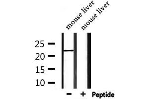 Western blot analysis of extracts from mouse liver, using FGF9 Antibody. (FGF9 抗体  (N-Term))