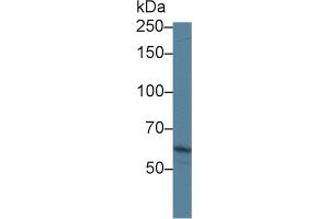 Western Blotting (WB) image for anti-ATP Binding Cassette Transporter A3 (ABCA3) (AA 1358-1635) antibody (ABIN7435553)