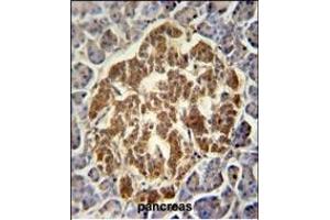 GCH1 Antibody (N-term) (ABIN652021 and ABIN2840501) immunohistochemistry analysis in formalin fixed and paraffin embedded human pancreas followed by peroxidase conjugation of the secondary antibody and DAB staining. (GCH1 抗体  (N-Term))