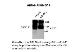 Western blot of Anti-mGluR5/1a (Rabbit) Antibody - 612-401-D77 Western Blot of Rabbit Anti-metabotropic glutamate receptors (mGluR) 5/1a antibody. (GRM1a / GRM5 抗体  (C-Term))