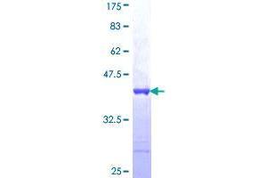 FNDC4 Protein (AA 45-154) (GST tag)