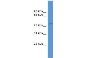 WB Suggested Anti-ARR3 Antibody Titration: 1. (ARR3 抗体  (Middle Region))