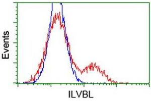 HEK293T cells transfected with either RC203987 overexpress plasmid (Red) or empty vector control plasmid (Blue) were immunostained by anti-ILVBL antibody (ABIN2454704), and then analyzed by flow cytometry. (ILVBL 抗体)