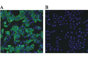 Immunofluorescence (IF) image for Rabbit anti-Chicken IgY antibody (DyLight 488) (ABIN1450234) (兔 anti-小鸡 IgY Antibody (DyLight 488))