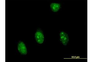 Immunofluorescence of purified MaxPab antibody to SFRS7 on HeLa cell. (SFRS7 抗体  (AA 1-238))