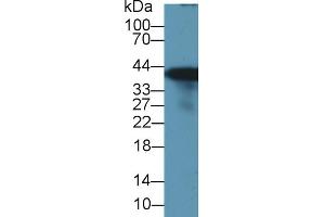 Western Blot; Sample: Rat Liver lysate; Primary Ab: 1µg/ml Rabbit Anti-Rat GS Antibody Second Ab: 0. (GLN1 抗体  (AA 1-373))