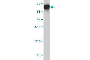 Western Blotting (WB) image for anti-Stromal Interaction Molecule 1 (STIM1) (AA 24-685) antibody (ABIN563045)