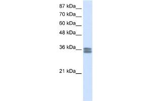 Western Blotting (WB) image for anti-Calcium Channel, Voltage-Dependent, gamma Subunit 4 (CACNG4) (N-Term) antibody (ABIN2780212)