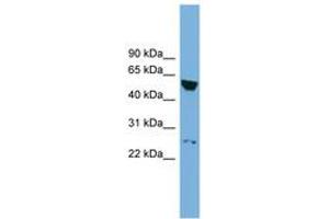 Image no. 1 for anti-DEP Domain Containing 7 (DEPDC7) (AA 107-156) antibody (ABIN6744915) (DEPDC7 抗体  (AA 107-156))