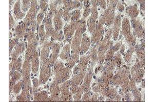 Image no. 4 for anti-Platelet/endothelial Cell Adhesion Molecule (PECAM1) antibody (ABIN1497247) (CD31 抗体)