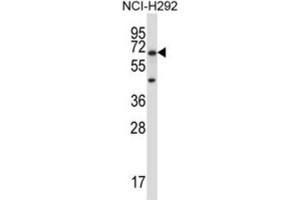 Western Blotting (WB) image for anti-Podocalyxin-Like 2 (PODXL2) antibody (ABIN2997428) (PODXL2 抗体)