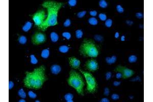 Anti-PGAM2 mouse monoclonal antibody (ABIN2454954) immunofluorescent staining of COS7 cells transiently transfected by pCMV6-ENTRY PGAM2 (RC200701). (PGAM2 抗体)
