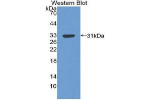 Western Blotting (WB) image for anti-Complement Component 4 Binding Protein, beta (C4BPB) (AA 18-252) antibody (ABIN3207931) (C4BPB 抗体  (AA 18-252))