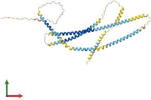 AlphaFold protein structure predicition of Human Recombinant SPZ1 Protein, UniprotID Q9BXG8