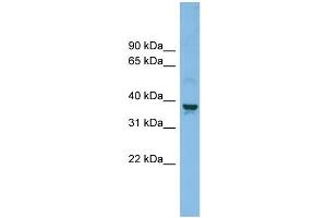 Western Blotting (WB) image for anti-Solute Carrier Family 30 (Zinc Transporter), Member 3 (Slc30a3) (Middle Region) antibody (ABIN2781590)