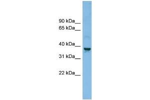 WB Suggested Anti-SLC30A3 Antibody Titration: 0. (Slc30a3 抗体  (Middle Region))