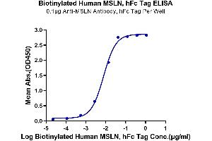 Immobilized Anti-MSLN Antibody, hFc Tag at 1 μg/mL (100 μL/well) on the plate. (Mesothelin Protein (MSLN) (Fc-Avi Tag,Biotin))