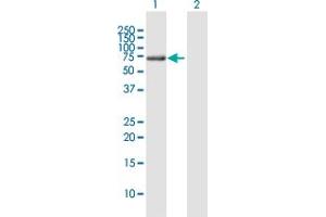 Western Blot analysis of WDR20 expression in transfected 293T cell line by WDR20 MaxPab polyclonal antibody. (WDR20 抗体  (AA 1-569))