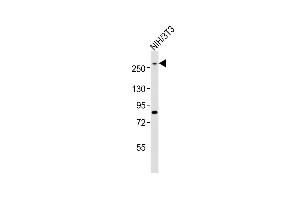Anti-Med12 Antibody (C-term)at 1:1000 dilution + NIH/3T3 whole cell lysates Lysates/proteins at 20 μg per lane. (MED12 抗体  (C-Term))