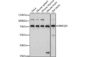 Western blot analysis of extracts of various cell lines, using RNF220 antibody (ABIN7270073) at 1:1000 dilution. (RNF220 抗体  (AA 267-566))