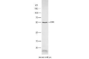 Mouse embryo lysates probed with Rabbit Anti-Shh Polyclonal Antibody, Unconjugated  at 1:5000 for 90 min at 37˚C. (Sonic Hedgehog 抗体  (AA 21-120))