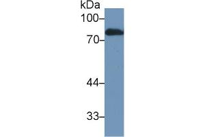 Western blot analysis of Rat Serum, using Rat LTF Antibody (1 µg/ml) and HRP-conjugated Goat Anti-Rabbit antibody ( (Lactoferrin 抗体  (AA 64-193))