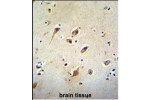 GOT1L1 Antibody (C-term) (ABIN655744 and ABIN2845190) immunohistochemistry analysis in formalin fixed and paraffin embedded human brain tissue followed by peroxidase conjugation of the secondary antibody and DAB staining. (GOT1L1 抗体  (C-Term))