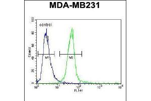 Flow cytometric analysis of MDA-MB231 cells (right histogram) compared to a negative control cell (left histogram). (Myozenin 1 抗体  (AA 40-69))