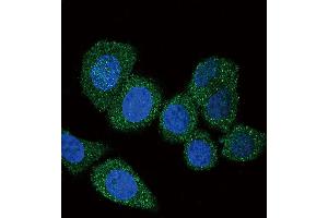 Confocal immunofluorescent analysis of ACSL4 (FACL4) Antibody with Hela cell followed by Alexa Fluor 488-conjugated goat anti-rabbit lgG (green). (ACSL4 抗体  (AA 236-267))