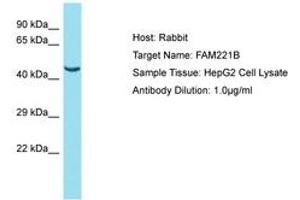 Image no. 1 for anti-Family with Sequence Similarity 221, Member B (FAM221B) (AA 151-200) antibody (ABIN6750813) (FAM221B 抗体  (AA 151-200))