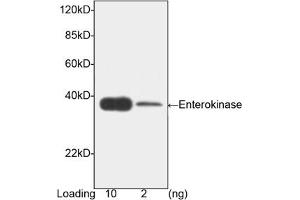 Image no. 1 for anti-Transmembrane Protease, serine 15 (TMPRSS15) (AA 848-1035) antibody (ABIN393116) (TMPRSS15 抗体  (AA 848-1035))