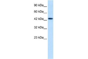 WB Suggested Anti-DLX2 Antibody Titration: 1.