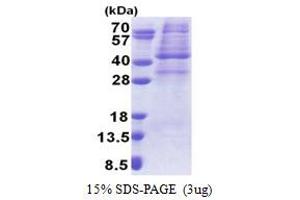 SDS-PAGE (SDS) image for Protein Kinase, AMP-Activated, gamma 1 Non-Catalytic Subunit (PRKAG1) (AA 1-331) protein (His tag) (ABIN5853248) (PRKAG1 Protein (AA 1-331) (His tag))