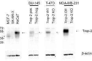Western blotting analysis of human TROP2 using mouse monoclonal antibody TrMab-6 on lysates of MCF-7, SK-BR-3, and HaCaT cell lines, TROP2-positive and TROP2-negative DU-145 cells, wild-type T-47D and TROP2 knock-out T-47D cells, and TROP2 over-expressing and knock-out MDA-MB-231 cells. (TACSTD2 抗体)