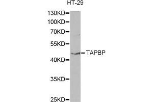 Western blot analysis of extracts of HT-29 cells, using TAPBP antibody (ABIN5971019) at 1/1000 dilution.