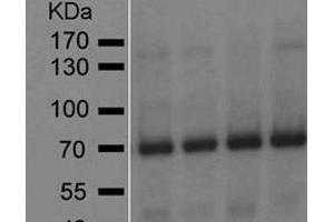 Image no. 1 for anti-Glutamate Decarboxylase 2 (Pancreatic Islets and Brain, 65kDa) (GAD2) (AA 4-22) antibody (ABIN7278754) (GAD65 抗体  (AA 4-22))