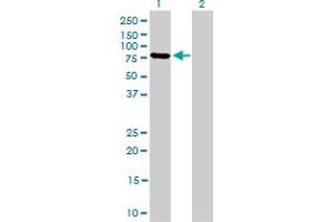 Western Blotting (WB) image for anti-Mitofusin 2 (MFN2) (AA 661-757) antibody (ABIN564263)
