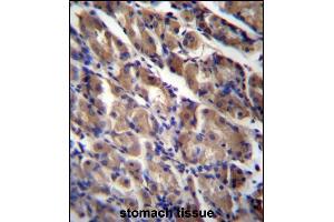 ABRA Antibody (C-term) (ABIN656755 and ABIN2845977) immunohistochemistry analysis in formalin fixed and paraffin embedded human stomach tissue followed by peroxidase conjugation of the secondary antibody and DAB staining.