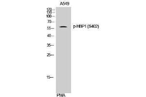 Western Blotting (WB) image for anti-HMG Box-Containing Protein 1 (HBP1) (pSer402) antibody (ABIN3182263) (HBP1 抗体  (pSer402))