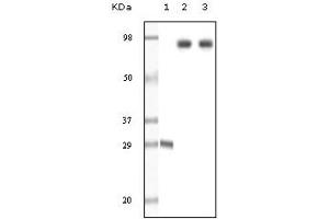 Western Blotting (WB) image for anti-Dynamin 1 (DNM1) (truncated) antibody (ABIN2464046)